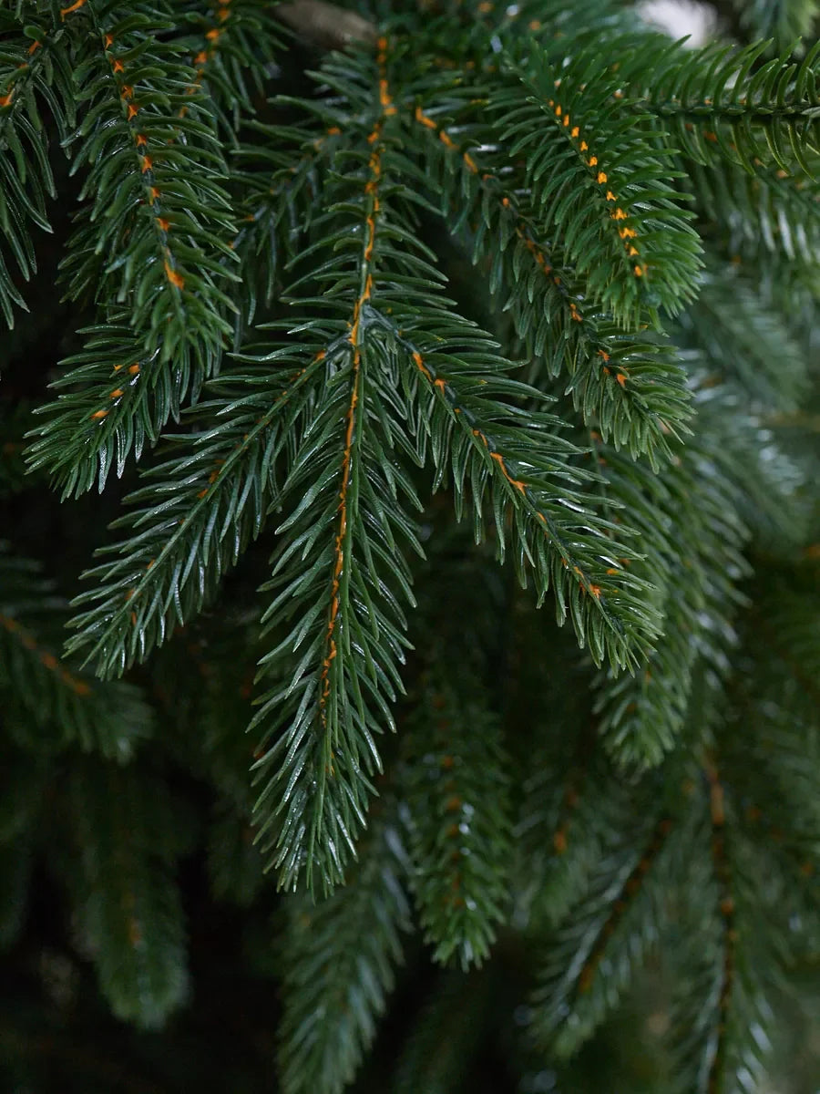 Cedar Weihnachtsbaum