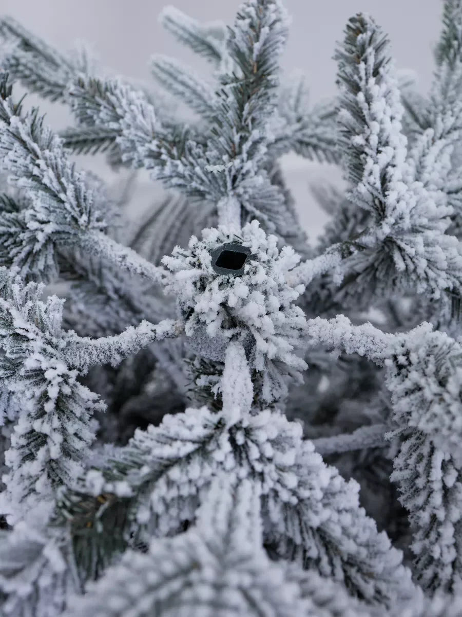 Verschneiter Weihnachtsbaum Versailles