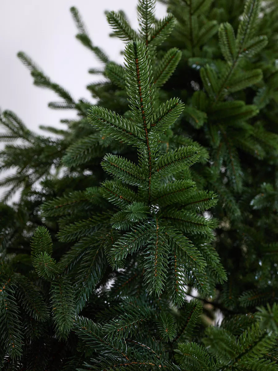 Cedar Weihnachtsbaum